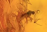 Fossil Ant (Formicidae) & Flies (Diptera) In Baltic Amber #96206-2